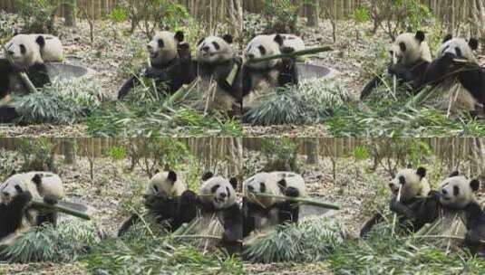 三只吃竹子的大熊猫特写镜头高清在线视频素材下载