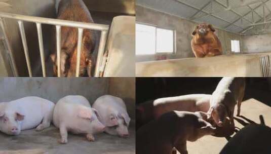 养猪场养猪高清在线视频素材下载