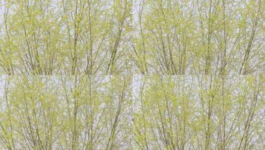 乡下春天刚刚长出绿叶的柳树随风摇摆高清在线视频素材下载