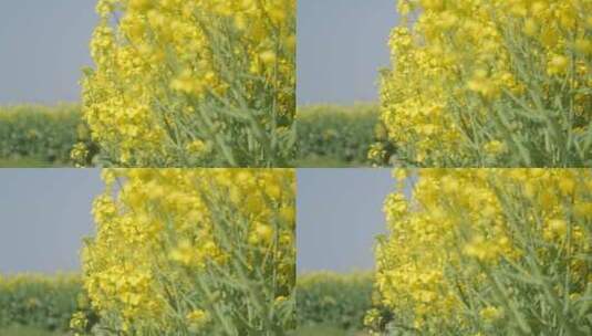 春天农村油菜花海高清在线视频素材下载