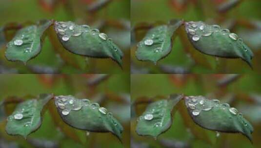 雨天植物叶子的雨水雨滴水珠的自然治愈风景高清在线视频素材下载