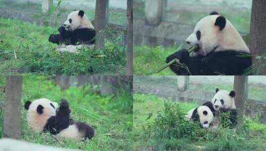 动物园大熊猫母子玩耍吃竹子视频合集高清在线视频素材下载