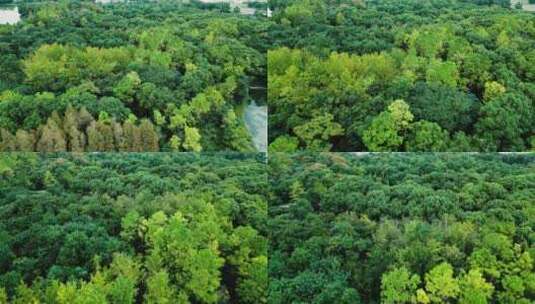 森林公园树木高清在线视频素材下载