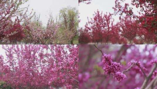 春暖花开鲜花盛开实拍高清素材高清在线视频素材下载