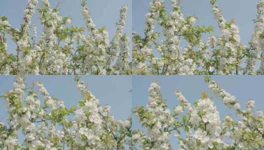 白色海棠花春天花朵花瓣特写空景空镜高清在线视频素材下载