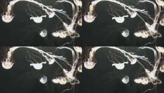 高清实拍水母高清在线视频素材下载