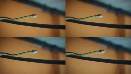 一条一动不动的蛇的特写镜头高清在线视频素材下载