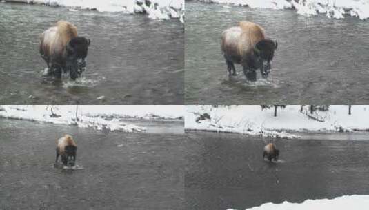 一头水牛在河里行走高清在线视频素材下载