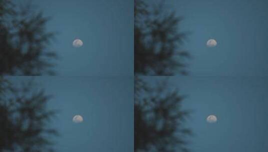 夜幕降临时傍晚的月亮和树枝高清在线视频素材下载