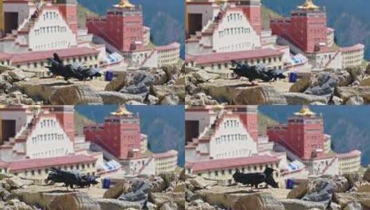 藏地建筑风格建筑藏地寺庙高清在线视频素材下载
