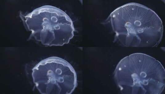 海里的蓝色水母特写镜头高清在线视频素材下载
