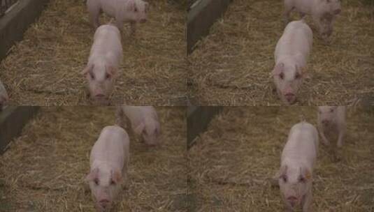 养猪场里的小猪仔高清在线视频素材下载