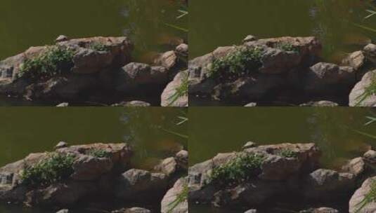 水边石头上一只乌龟在晒太阳高清在线视频素材下载