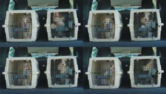 汽车后备箱上放着的两只被关在笼子里的狗高清在线视频素材下载