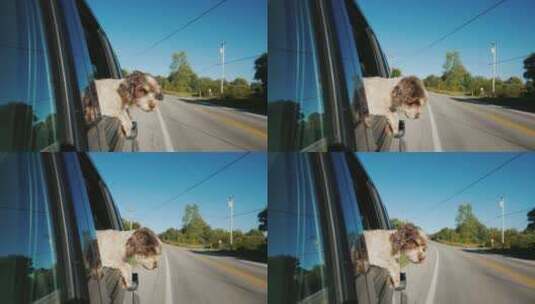 狗趴在车窗上向外看高清在线视频素材下载