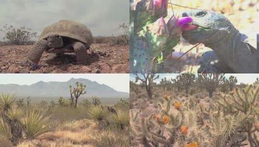 濒危的沙漠龟爬行的特写高清在线视频素材下载