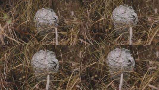 在草丛中的黄蜂巢高清在线视频素材下载