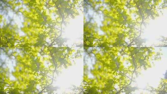 阳光照在橡树上高清在线视频素材下载