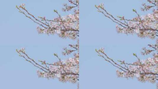 春天的樱花树枝花朵高清在线视频素材下载