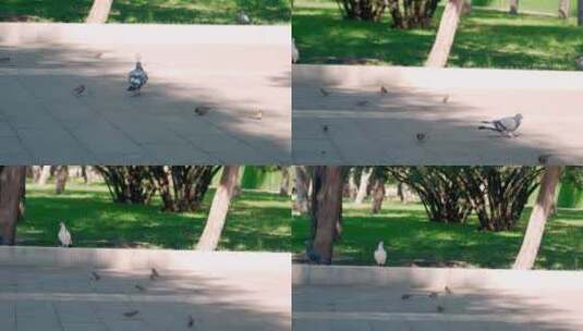 公园里自由觅食的鸽子高清在线视频素材下载