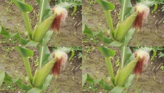 田间的玉米高清在线视频素材下载