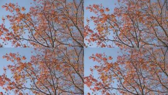 秋天黄色枫叶高清在线视频素材下载