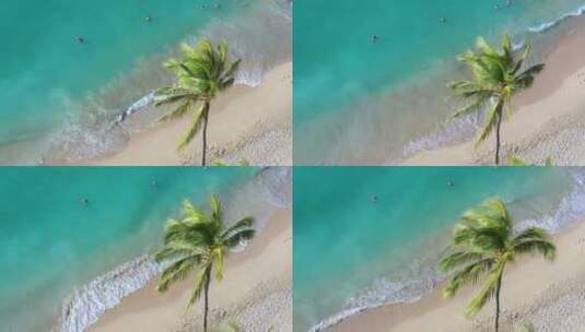 航拍海浪沙滩椰子树高清在线视频素材下载