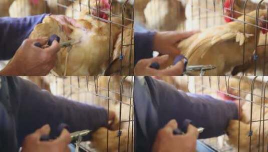 高清实拍农户给鸡打针高清在线视频素材下载