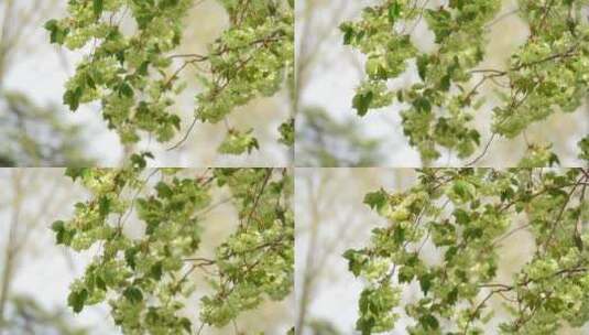 4K花草植物素材——绿色樱花高清在线视频素材下载