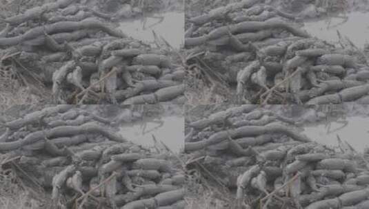 藕农在冬季的藕塘里挖藕LOG视频素材高清在线视频素材下载