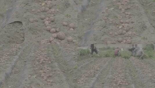 土豆种植收获土豆LOG视频素材高清在线视频素材下载