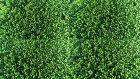 航拍绿色的落叶松林高清在线视频素材下载