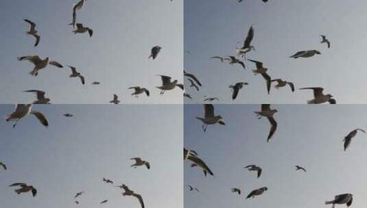 逆风飞翔的海鸥高清在线视频素材下载