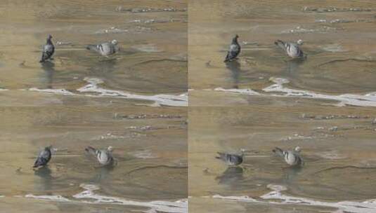 在结冰的河里饮水的鸽子高清在线视频素材下载
