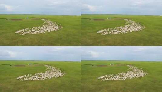 航拍呼伦贝尔草原羊群-042高清在线视频素材下载