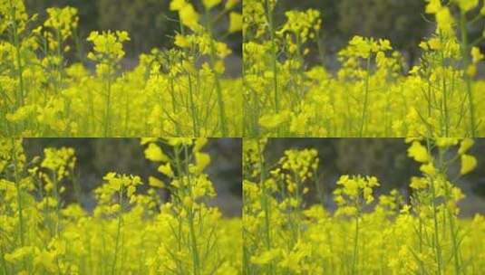 油菜花视频00988819高清在线视频素材下载