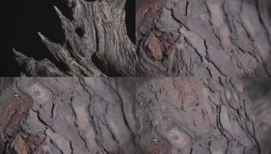 树木纹理素材高清在线视频素材下载