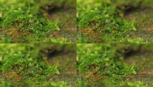 蚂蚁搬运食物特写镜头高清在线视频素材下载