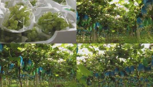 阳光玫瑰青提种植产地高清在线视频素材下载