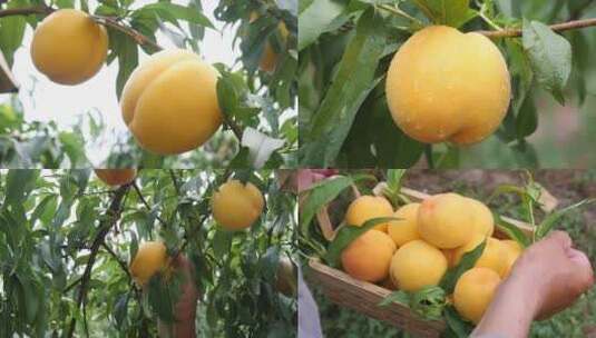 黄桃种植高清在线视频素材下载