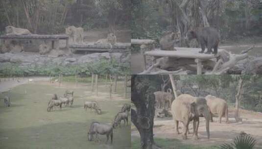 广州长隆野生动物园 高清在线视频素材下载