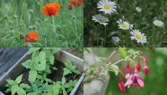 夏日花园菜园鲜花植物生机勃勃高清在线视频素材下载