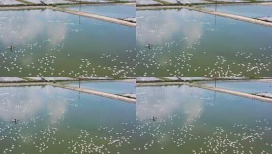 池塘中鸭子的世界高清在线视频素材下载