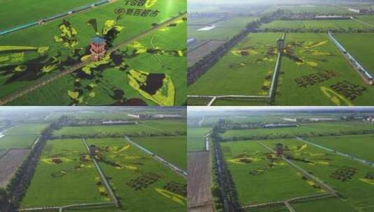 4k航拍现代农业稻田画高清在线视频素材下载