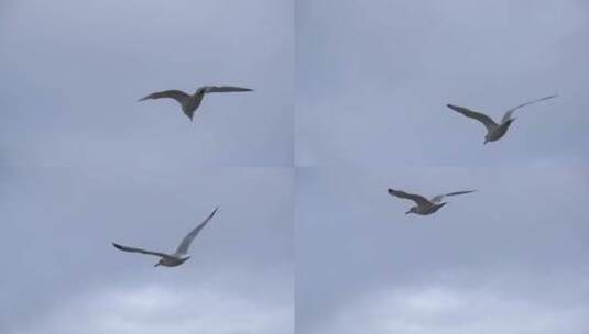 以超慢动作飞行的海鸥高清在线视频素材下载