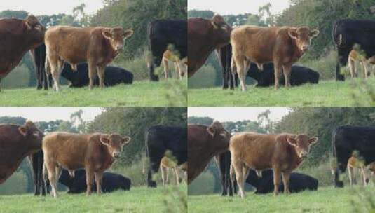 年轻的棕色奶牛高清在线视频素材下载