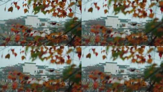 秋天的颜色高清在线视频素材下载