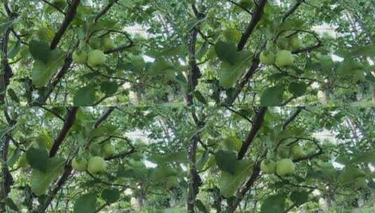 实拍苹果树上的小苹果高清在线视频素材下载