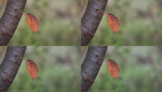 微距特写大自然秋天一片孤独的树叶高清在线视频素材下载