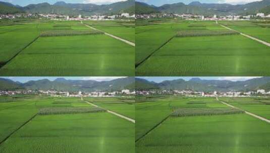 航拍绿色杂交水稻农业种植高清在线视频素材下载